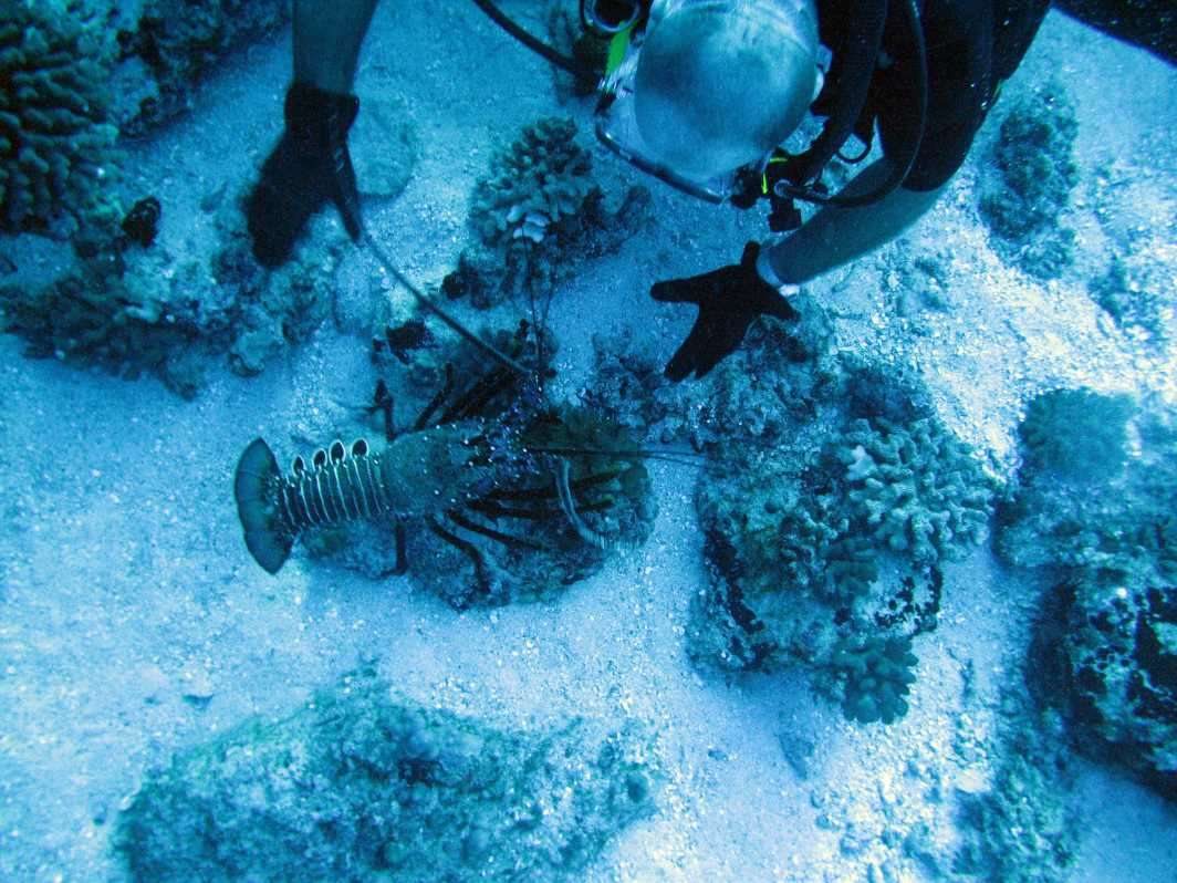 Hawaii Maui Molokini lobster dive scuba