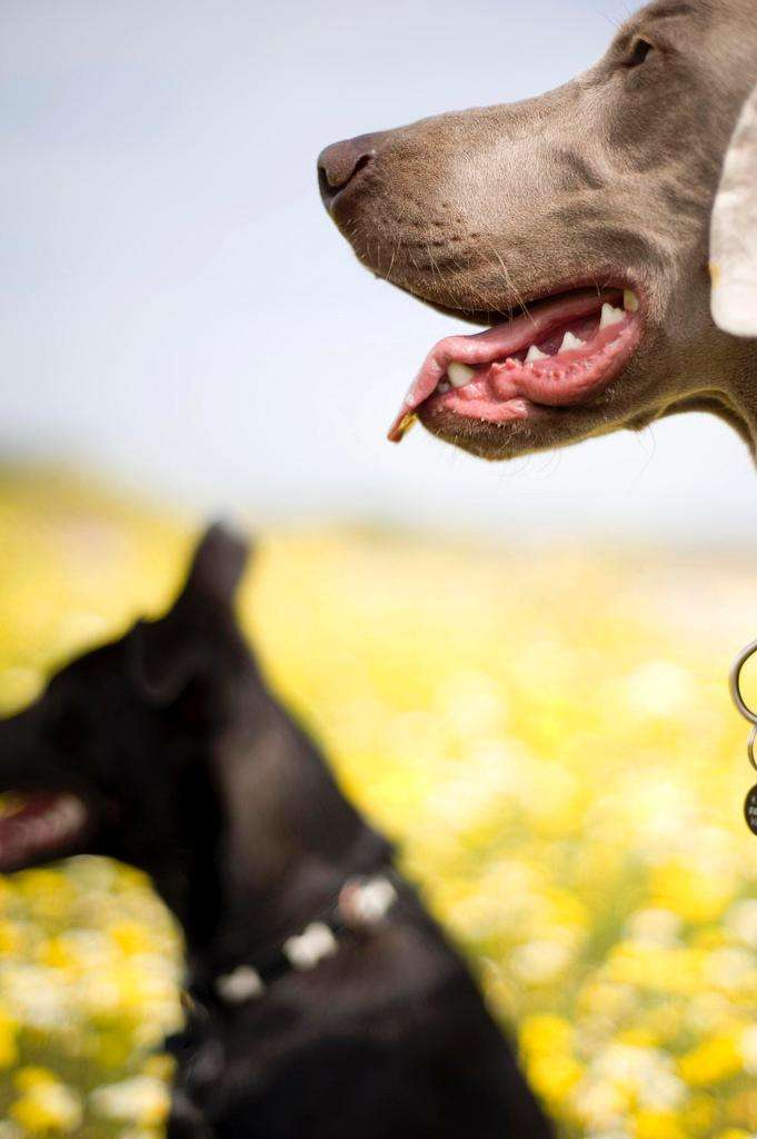Dog weimaraner yellow flowers tongue