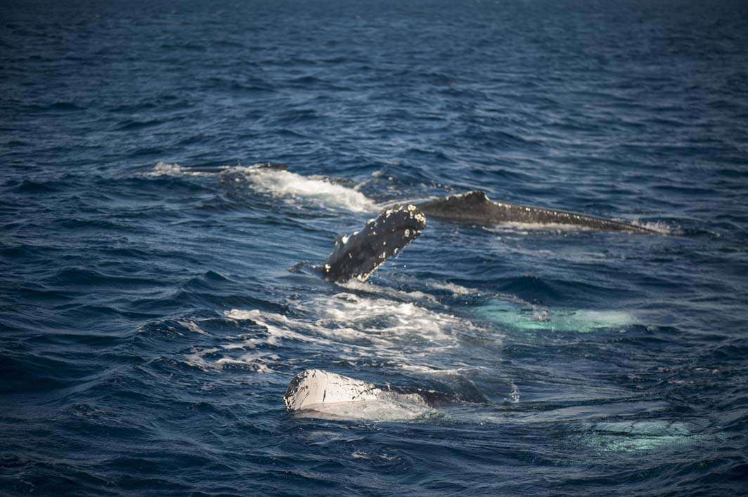 Hawaii Maui humpback whale calf and mother