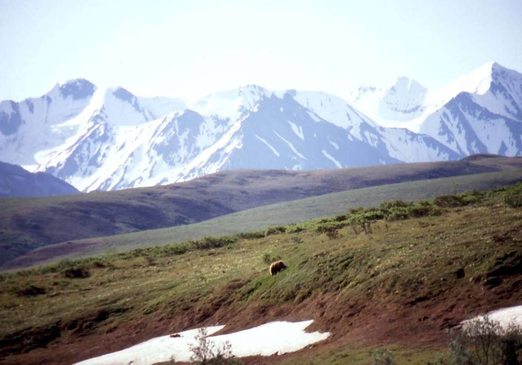 Alaska Denali grizzly bears