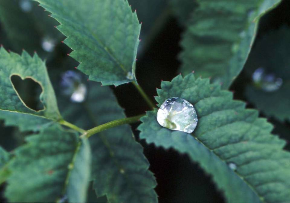 Alaska travel photography rain forest leaf macro
