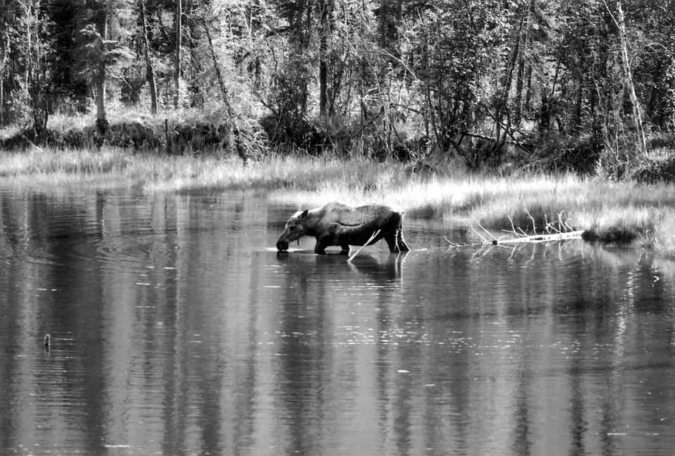 Alaska Yukon moose lake monochrome