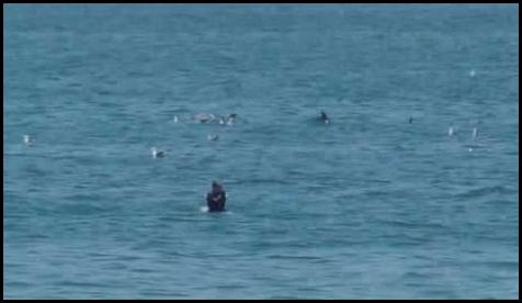 Rosarito beach surfing dolphins