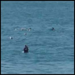 thumbnail Rosarito beach surfing dolphins