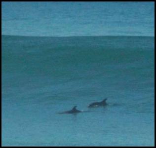 Del Mar surf overhead waves dolphins