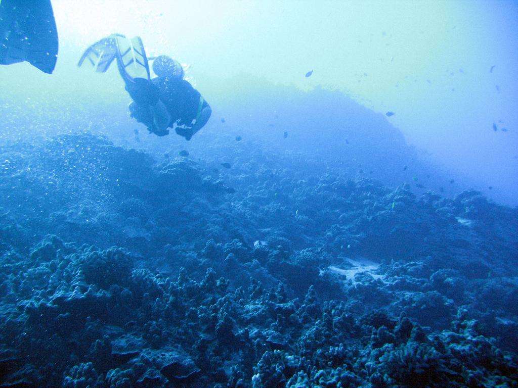 Dive underwater Hawaii Maui Molokini