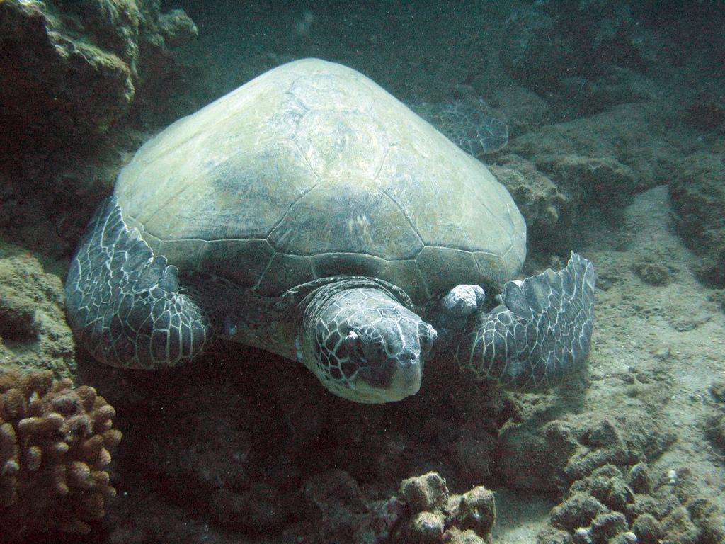 Hawaii Maui turtle town sea turtle underwater