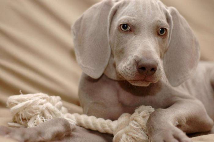 Dog weimaraner puppy chew toy rope