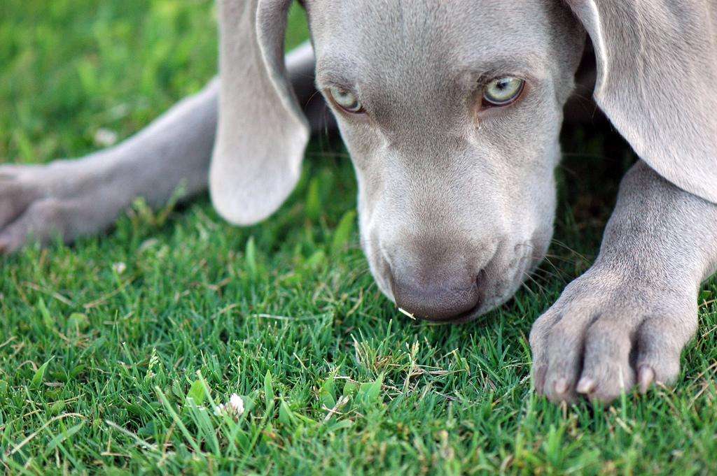 Dog weimaraner puppy cute smelling grass paws