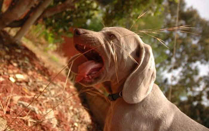 Dog weimaraner puppy biting weed