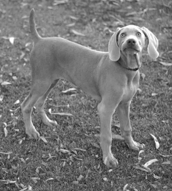 Dog weimaraner puppy derpy look black and white monochrome