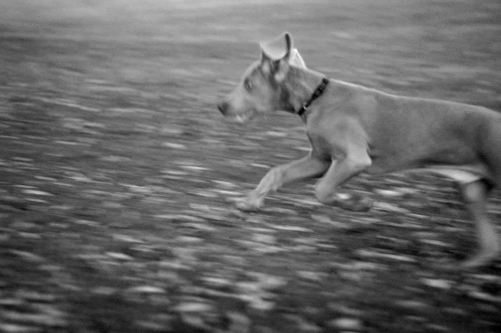 Dog weimaraner puppy running grainy motion blur dark