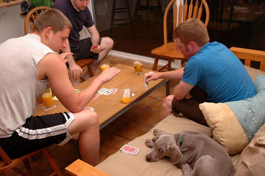 Weimaraner puppy dog playing poker