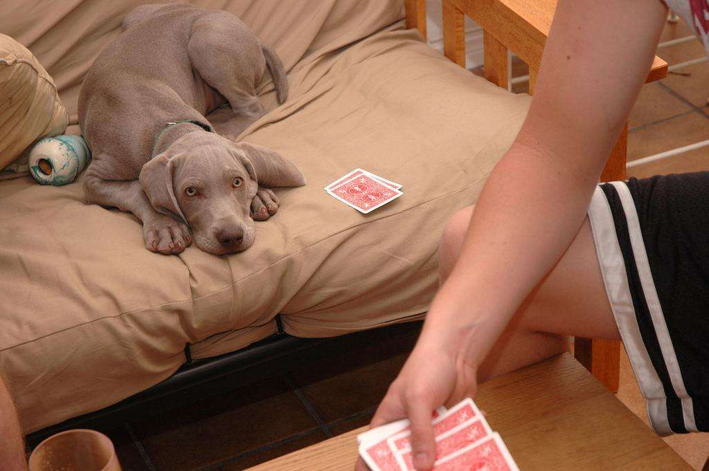 Dog puppy weimaraner playing poker