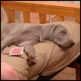 thumbnail Dog puppy weimaraner sleeping playing poker