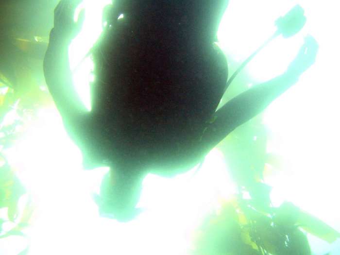 Scuba diver kelp forest from below