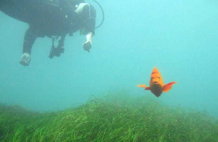 Scuba dive fish grass underwater