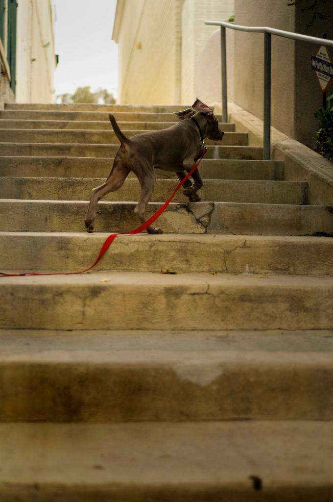 Dog weimaraner puppy steps La Jolla