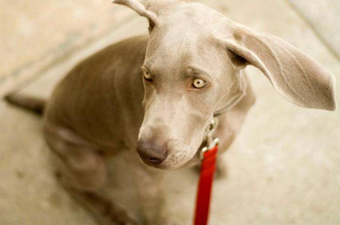 Dog weimaraner puppy ears helicopter the most adorable