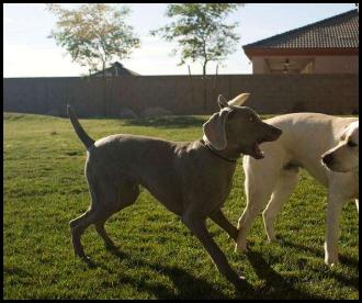 Weimaraner and labs playing
