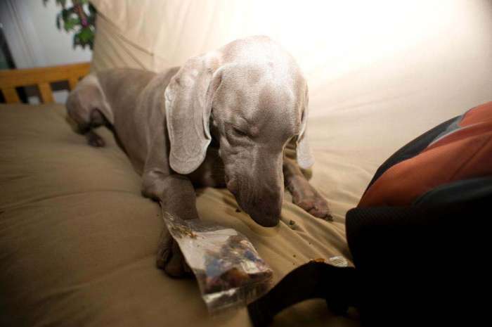 Dog weimaraner couch eating snacks