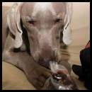 thumbnail Dog weimaraner couch eating snacks
