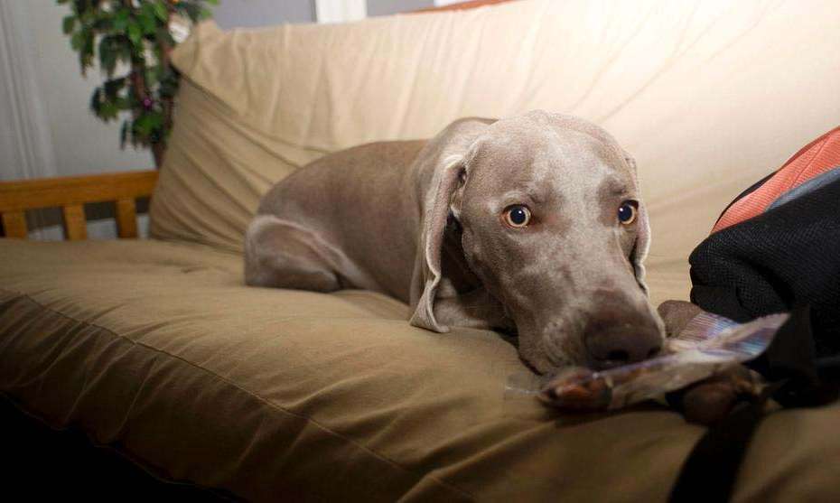 Dog weimaraner couch eating snacks