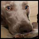 thumbnail Dog weimaraner couch eating snacks