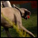 thumbnail Dog weimaraner playing grass yard