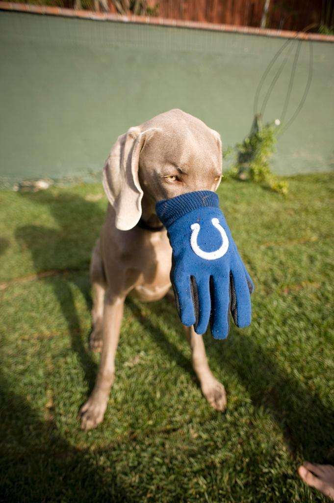 Weimaraner Indianapolis Colts glove unhappy puppy