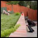 thumbnail Dog weimaraner playing grass yard play bow