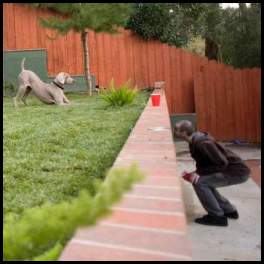 thumbnail Dog weimaraner playing grass yard play bow