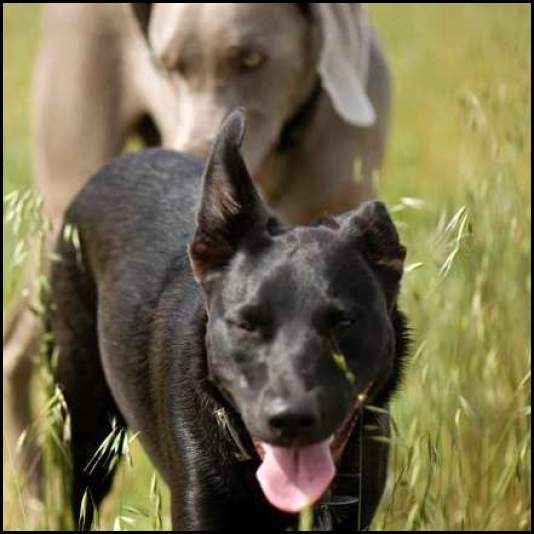 thumbnail Dog weimaraner