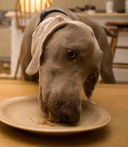 Weimaraner dog birthday cake eating