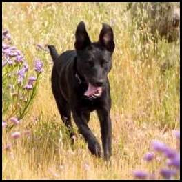 thumbnail Dog weimaraner yellow purple flowers running