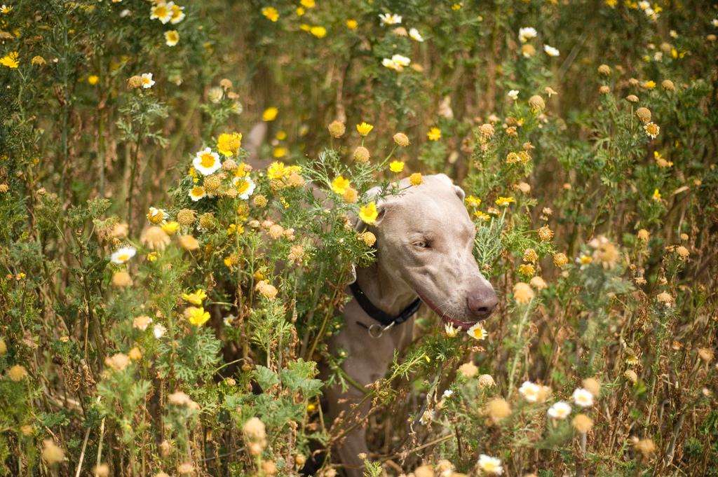 Dog weimaraner yellow flowers