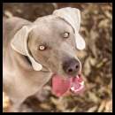 thumbnail Dog weimaraner leaves