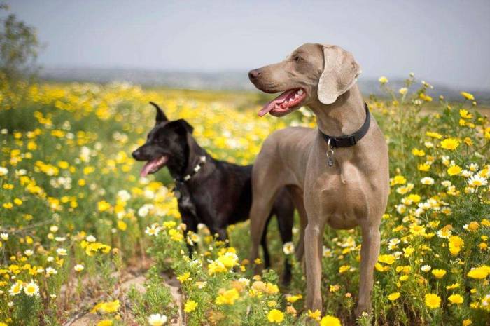 Dogs flowers weimaraner border collie