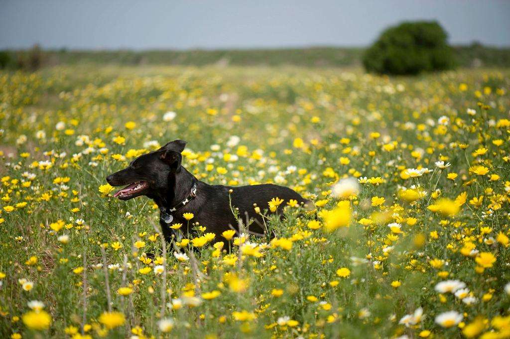 Dog yellow flowers