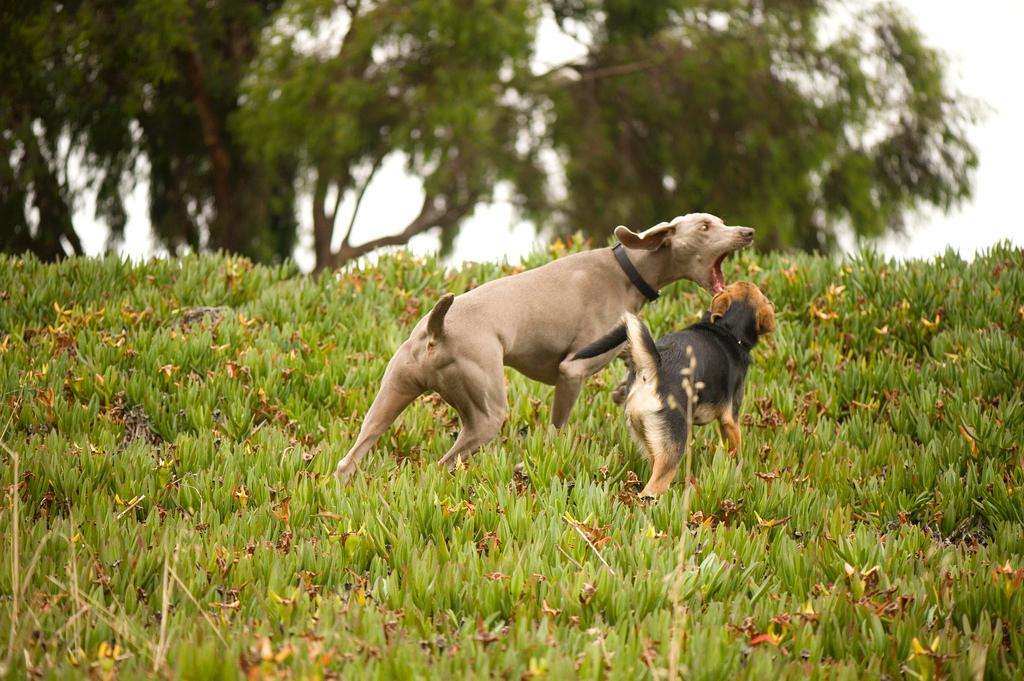 dog chau german shepard play park iceplant weimaraner chomp