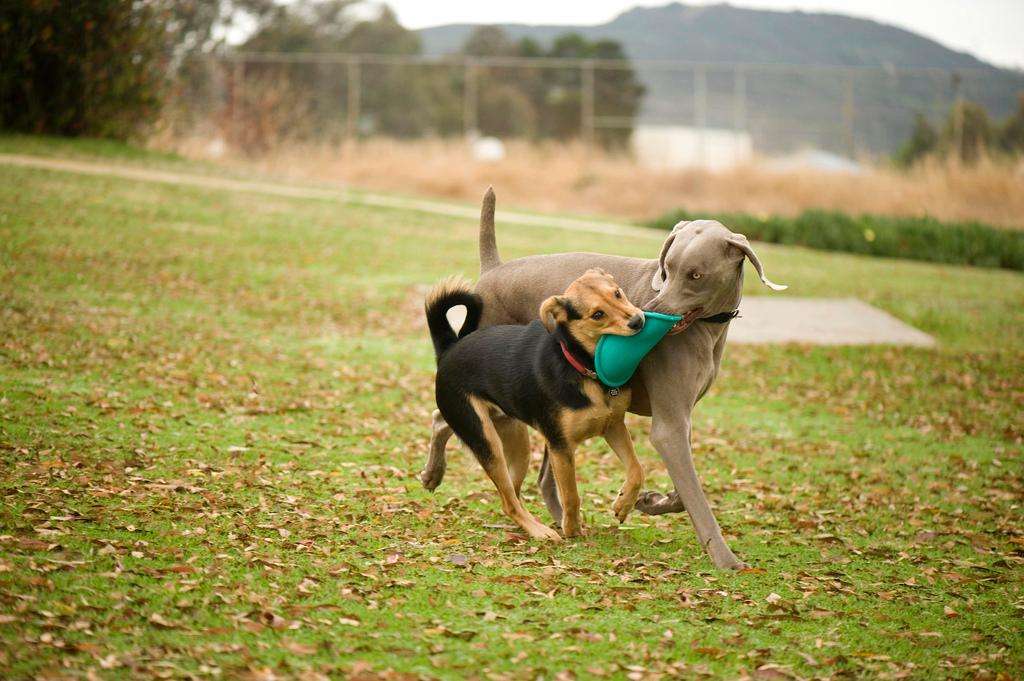 dog chau german shepard play park weimaraner frisbee