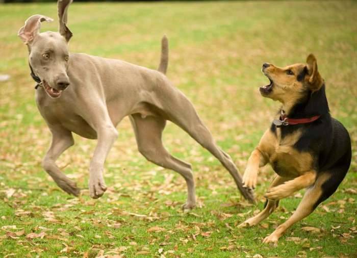 Dogs playing weimaraner chau funny expression