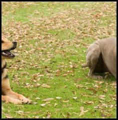 dog chau german shepard play park weimaraner leaves