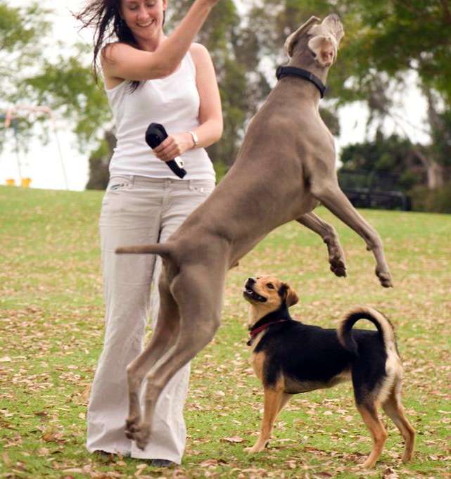 dog chau german shepard play park weimaraner