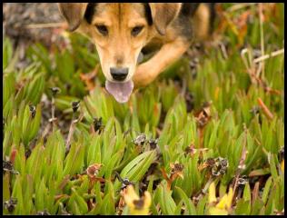 dog chau german shepard play park iceplant