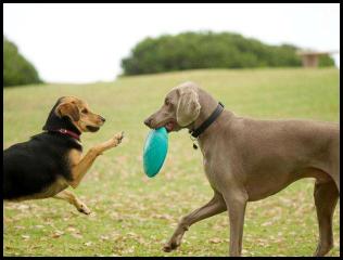 dog chau german shepard play park weimaraner frisbee