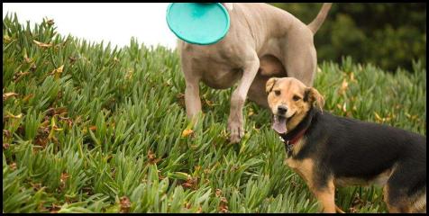 dog chau german shepard play park iceplant frisbee weimaraner