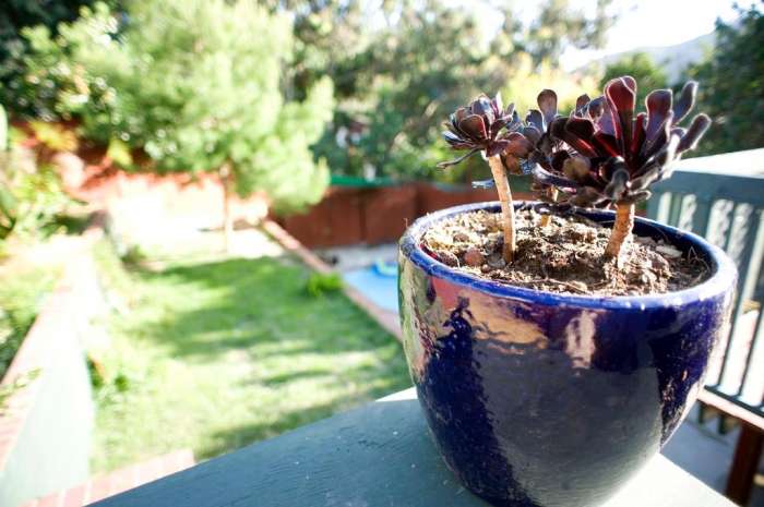 Potted plant aeonium zwarktop