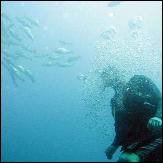 thumbnail Mexico Cabo scuba fish