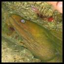 thumbnail Mexico Cabo scuba dive eel